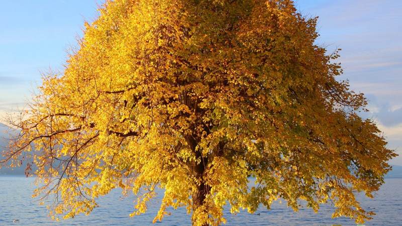 我的世界新生物有哪些？从更新规律到实战用途一次讲清
